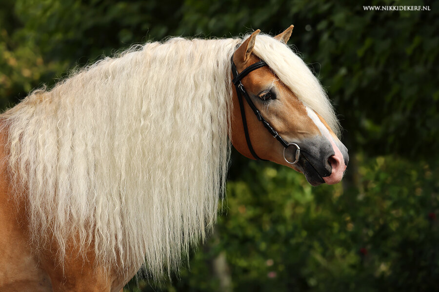 Woody van Seadrift liz. 509/nl Haflinger dekhengst 