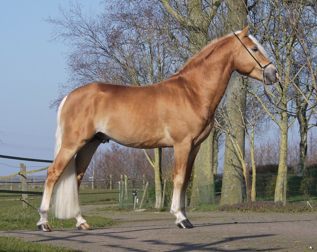 Liz Morgenstern Haflinger dekhengst  566/T