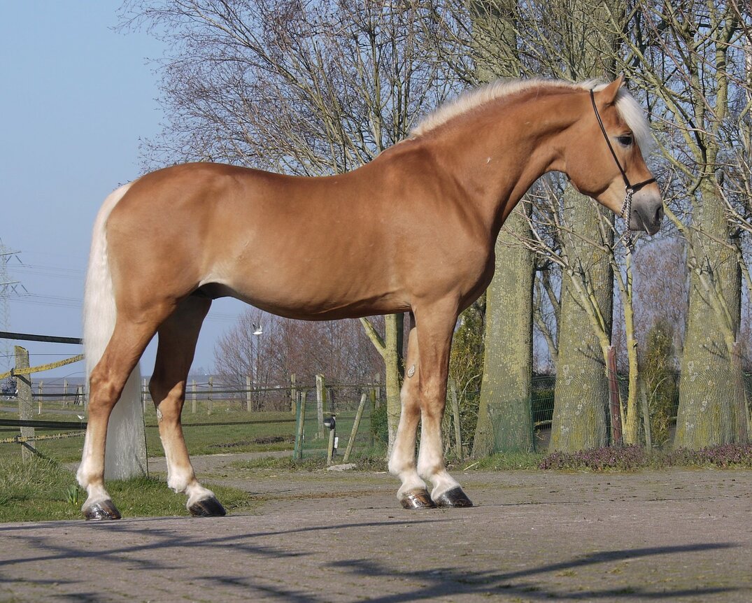 Liz Bergdorf Haflinger dekhengst 373/T