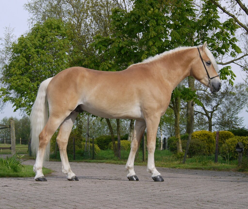 Liz Andiamo Haflinger dekhengst 607/T