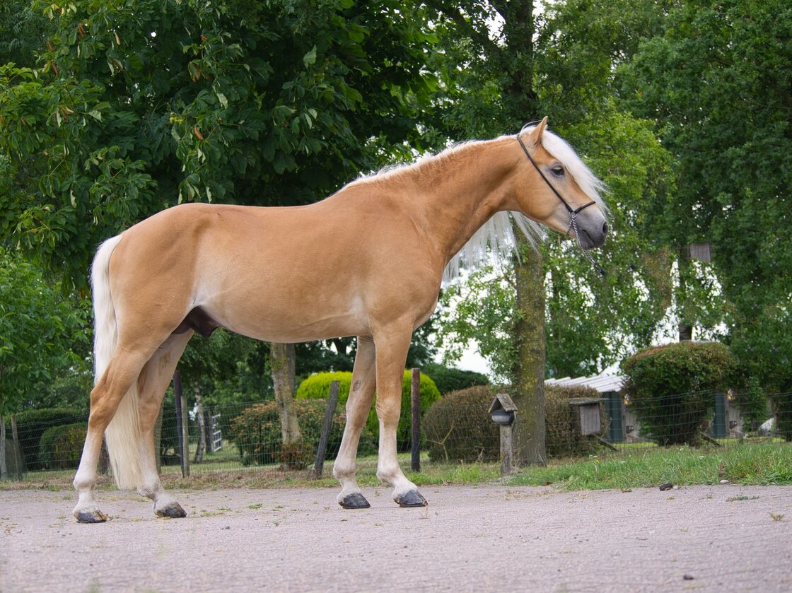 Liz Nachtstern 616/T