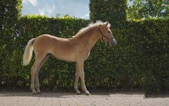 Malibu van de Achterduijst