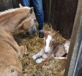 Sering van de Achterduijst