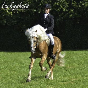 Haflinger dekhengst Liz. 314/ T  Nassau 