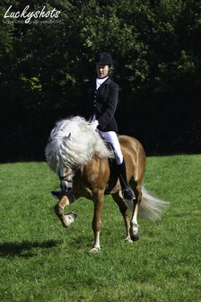 Haflinger dekhengst Liz. 314/ T  Nassau 