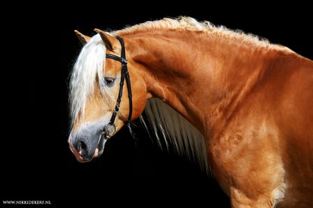 Haflinger dekhengst Woody van Seadrift liz. 509/nl