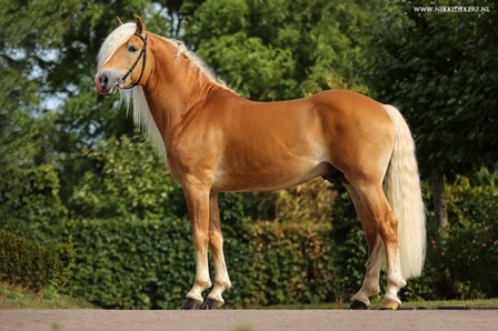 Haflinger dekhengst Woody van Seadrift liz. 509/nl