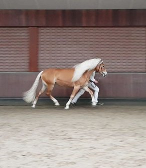 Haflinger dekhengst Woody van Seadrift liz. 509/nl