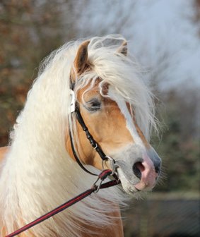 Haflinger dekhengst Woody van Seadrift liz. 509/nl