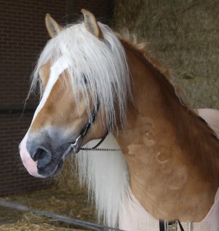 Haflinger dekhengst Woody van Seadrift liz. 509/nl