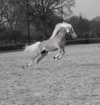 Haflinger dekhengst Woody van Seadrift liz. 509/nl