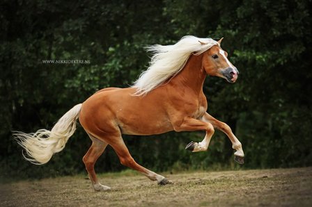 Haflinger dekhengst Woody van Seadrift liz. 509/nl