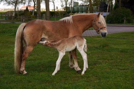 Annemoon van de Achterduijst