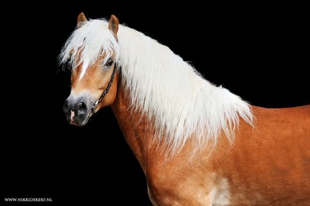 Haflinger dekhengst Liz.  491/T Abitte