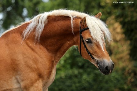 Haflinger dekhengst Liz.  491/T Abitte