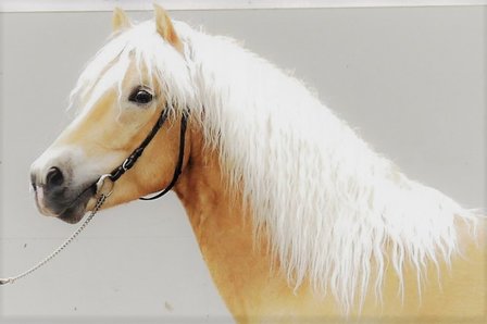 Haflinger dekhengst Liz.  491/T Abitte