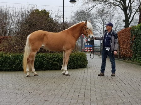 Haflinger Dekhengst Starkey van Seadrift