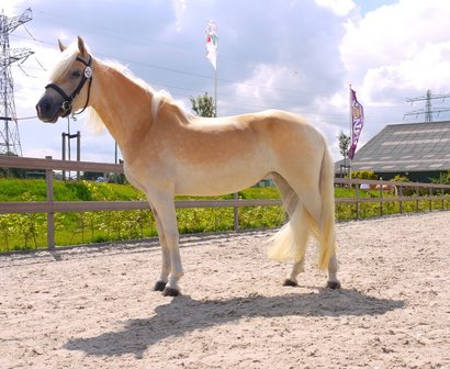 Felicita van de Achterduijst