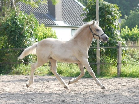 Alness van de Achterduijst