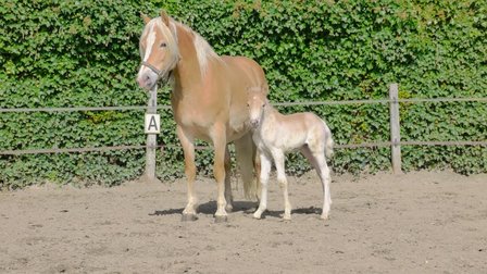 Alness van de Achterduijst