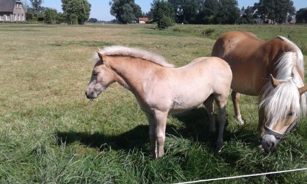 Alness van de Achterduijst