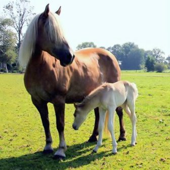 Vera met Juliana