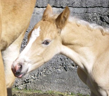 Haflinger dekhengst Liz Morgenstern 566/T