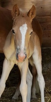 Haflinger dekhengst Liz Morgenstern 566/T