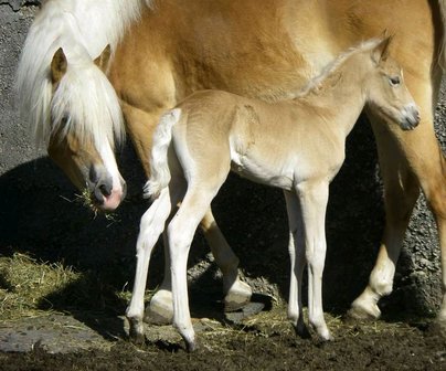 Haflinger dekhengst Liz Morgenstern 566/T