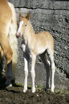 Haflinger dekhengst Liz Morgenstern 566/T