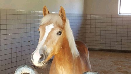 Haflinger dekhengst Liz Morgenstern 566/T