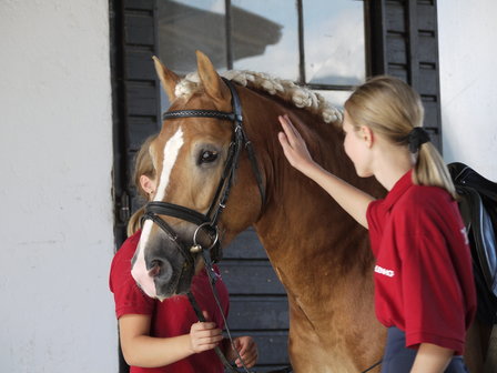 Haflinger dekhengst Liz Morgenstern 566/T