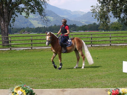 Haflinger dekhengst Liz Morgenstern 566/T