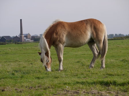 Alvie van de Achterduijst