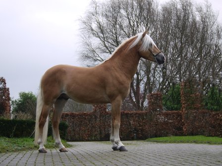 Haflinger dekhengst Liz Morgenstern 566/T