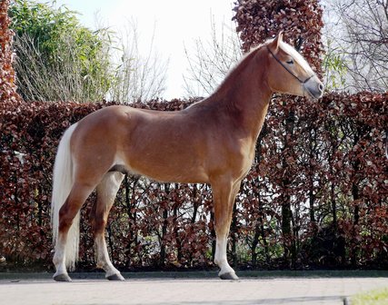 Haflinger dekhengst Liz Starkmann 576/T