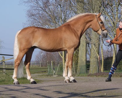 Haflinger dekhengst Liz Bergdorf 373/T