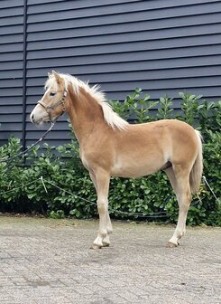 stMalo van de Achterduijst