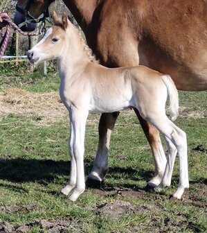 Narcis van de Achterduijst