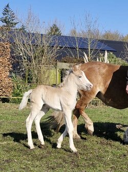 Sternberg van de Achterduijst
