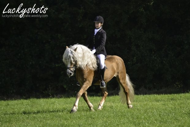 Haflinger dekhengst Liz. 314/ T  Nassau 