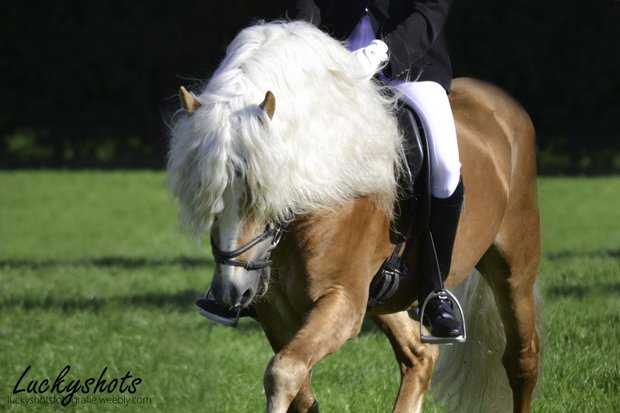 Haflinger dekhengst Liz. 314/ T  Nassau 