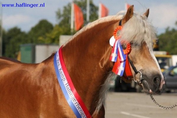 Haflinger dekhengst Liz. 314/ T  Nassau 