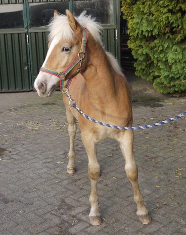 Wessel van de Achterduijst