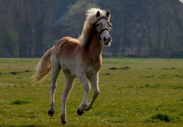 Hare majesteit van de roosestee