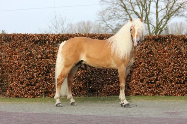 Haflinger dekhengst Woody van Seadrift liz. 509/nl