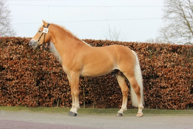 Haflinger dekhengst Woody van Seadrift liz. 509/nl