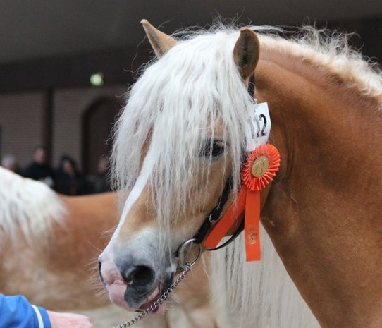 Haflinger dekhengst Woody van Seadrift liz. 509/nl