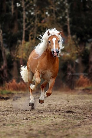 Haflinger dekhengst Woody van Seadrift liz. 509/nl