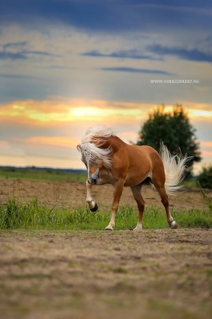 Haflinger dekhengst Woody van Seadrift liz. 509/nl